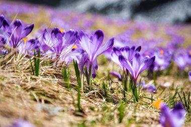İlkbaharda çiçek açan mor (mavi) timsahların muhteşem tarlası. Doğal arkaplan (pankart)