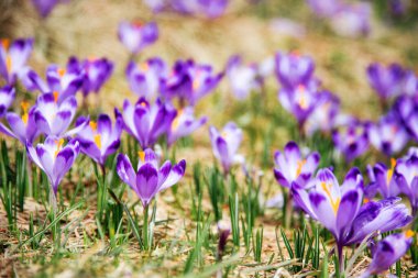 İlkbaharda çiçek açan mor (mavi) timsahların muhteşem tarlası. Doğal arkaplan (pankart)