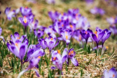 İlkbaharda çiçek açan mor (mavi) timsahların muhteşem tarlası. Doğal arkaplan (pankart)