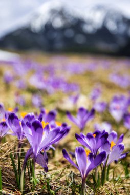 İlkbaharda çiçek açan mor (mavi) timsahların muhteşem tarlası. Doğal arkaplan (pankart)