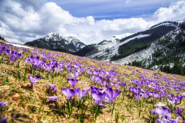 İlkbaharda çiçek açan mor (mavi) timsahların muhteşem tarlası. Doğal arkaplan (pankart)