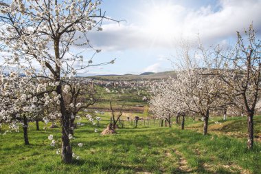 Çiçek açan ağaçlarla dolu harika ilkbahar kırsal manzarası