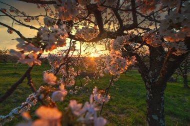 Günbatımında çiçek açan ağaçlarla dolu harika ilkbahar kırsal manzarası..