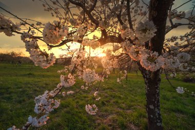 Günbatımında çiçek açan ağaçlarla dolu harika ilkbahar kırsal manzarası..