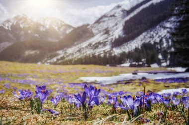 İlkbaharda çiçek açan mor (mavi) timsahların muhteşem tarlası. Doğal arkaplan (pankart)