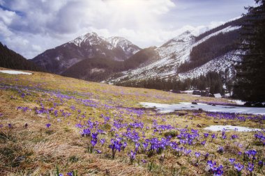 İlkbaharda çiçek açan mor (mavi) timsahların muhteşem tarlası. Doğal arkaplan (pankart)