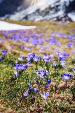 İlkbaharda çiçek açan mor (mavi) timsahların muhteşem tarlası. Doğal arkaplan (pankart)