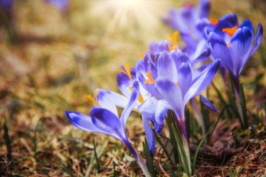 İlkbaharda çiçek açan mor (mavi) timsahların muhteşem tarlası. Doğal arkaplan (pankart)