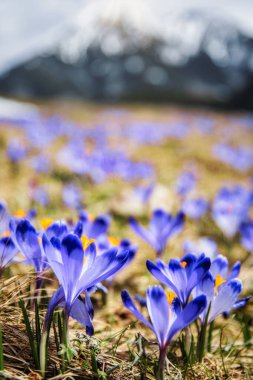 İlkbaharda çiçek açan mor (mavi) timsahların muhteşem tarlası. Doğal arkaplan (pankart)