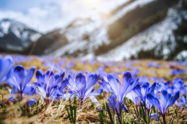 İlkbaharda çiçek açan mor (mavi) timsahların muhteşem tarlası. Doğal arkaplan (pankart)