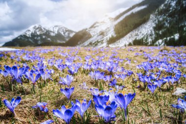 İlkbaharda çiçek açan mor (mavi) timsahların muhteşem tarlası. Doğal arkaplan (pankart)