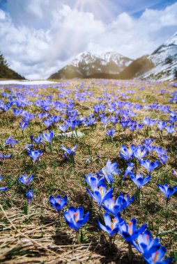 İlkbaharda çiçek açan mor (mavi) timsahların muhteşem tarlası. Doğal arkaplan (pankart)