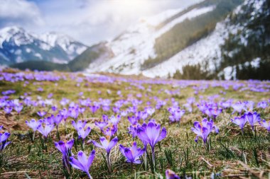 İlkbaharda çiçek açan mor (mavi) timsahların muhteşem tarlası. Doğal arkaplan (pankart)