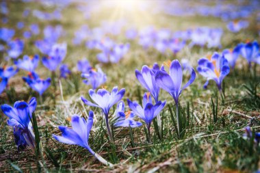 İlkbaharda çiçek açan mor (mavi) timsahların muhteşem tarlası. Doğal arkaplan (pankart)