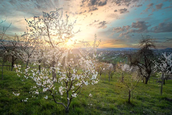 Günbatımında çiçek açan ağaçlarla dolu harika ilkbahar kırsal manzarası..