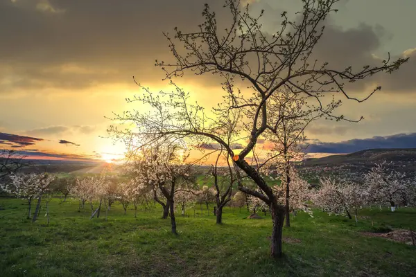 Günbatımında çiçek açan ağaçlarla dolu harika ilkbahar kırsal manzarası.