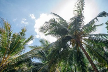 Mavi gökyüzüne karşı egzotik palmiye ağaçları.