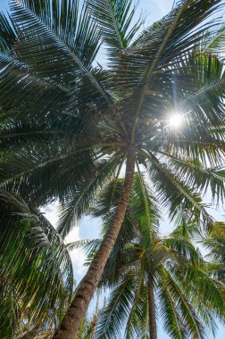 Mavi gökyüzüne karşı egzotik palmiye ağaçları.