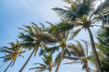Mavi gökyüzüne karşı egzotik palmiye ağaçları.