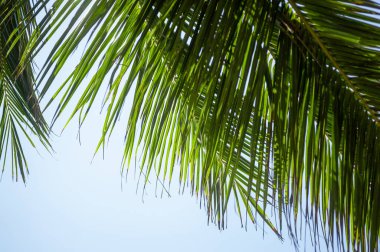 Okyanus kıyısındaki egzotik kumlu plaj. doğal arkaplan.