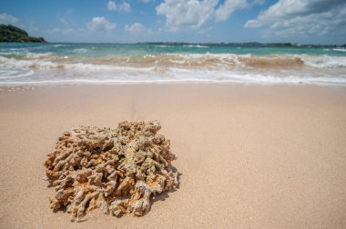 Okyanus kıyısındaki egzotik kumlu plaj. doğal arkaplan.
