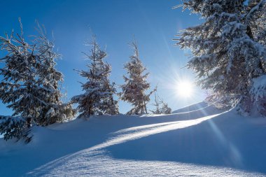 Şafakta köknar ağaçlarıyla muhteşem dağ manzarası. (doğal Noel arka planı)