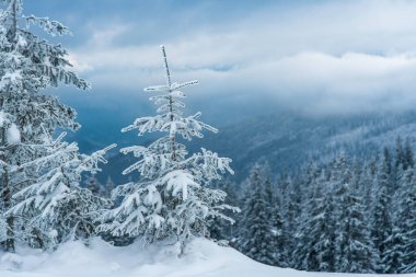 Karla kaplı çam ağaçları. Kış dağlarında manzara. (Noel arka planı)