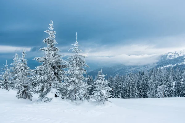 Karla kaplı çam ağaçları. Kış dağlarında manzara. (Noel arka planı)
