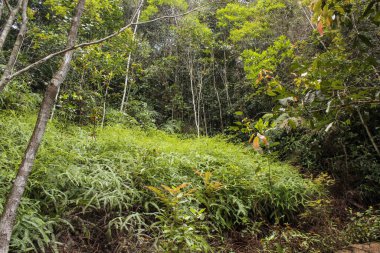 Malezya 'nın Cameron Dağları' ndaki uzun ağaçlar ve yeşil çalılarla dolu yoğun tropikal ormanlar..