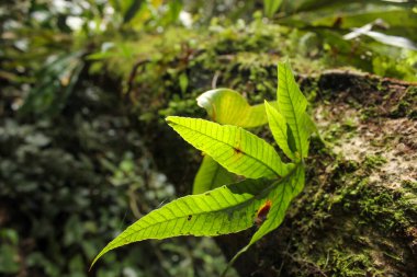Malezya 'daki Cameron Dağları' ndaki tropikal yağmur ormanlarındaki yosunlu bir ağaç kamyonundaki yemyeşil yapraklar..