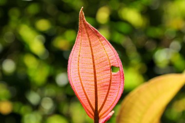 Malezya 'nın Cameron Dağları' ndaki tropik bir yağmur ormanında güneş tarafından aydınlatılan parlak pembe bir yaprağın damarları ve dokusu..