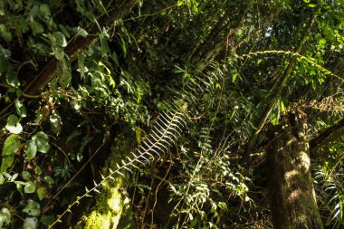 Malezya 'daki Cameron Dağları' ndaki tropikal yağmur ormanlarının ormanlarında uzun eğreltiotu yaprağı..