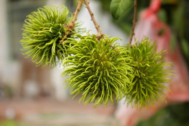 Malezya 'nın Ipoh kasabasındaki bir pazarda yeşil bir Durian meyvesinin kapanışı.