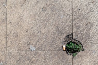 Abstract background of a concrete surface of a tiled floor with a cigarette butt and a green plant.