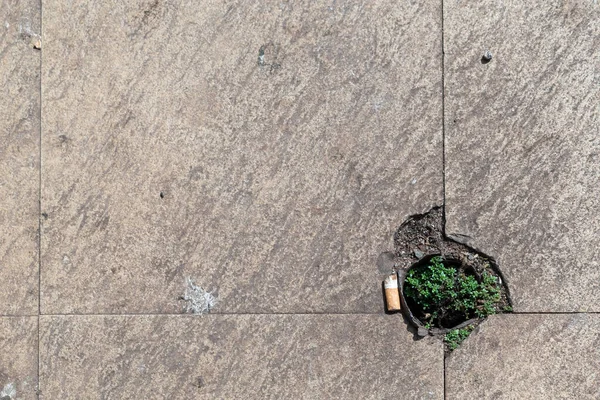 Abstract Background Concrete Surface Tiled Floor Cigarette Butt Green Plant — Stock fotografie