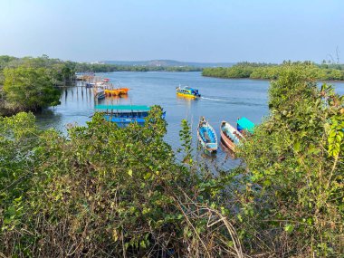 Nerul Nehri 'ndeki balıkçı teknelerinin yeşil mangrov ormanlarından akan güzel manzarası..