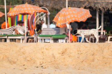Calangute, Goa, Hindistan - Ocak 2023: Goa 'da renkli kulübeleri olan bir kumsalda yürüyen yavru köpek.