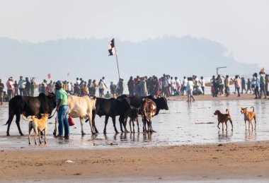Calangute, Goa, Hindistan - Ocak 2023: Goa 'da Calangute' da kalabalık plajda inekler ve köpekler.