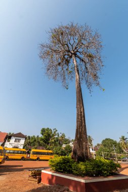 Margao, Goa, Hindistan - Ocak 2023: Madgaon kasabasındaki eski Largo De Igreja bölgesinde bir bahçede uzun bir palmiye ağacı.