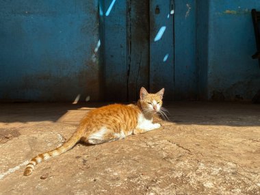Goa 'da eski bir kır evinin dışında taş zeminde dinlenen bir kedi..
