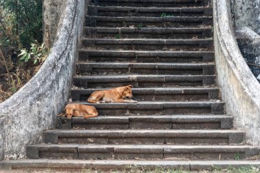 Eski Goa 'daki eski bir Portekiz döneminden kalma kilisenin merdivenlerinde oturan iki sokak köpeği..