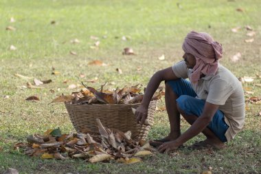 Eski Goa, Hindistan - Ocak 2023: Hint erkek işçi portresi kuru yaprakları ve çöpleri temizliyor.