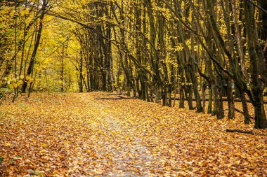 Altın yapraklarla kaplı eski parkın içinden geçen yol.