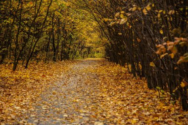 Altın yapraklarla kaplı eski parkın içinden geçen yol.