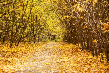 Altın yapraklarla kaplı eski parkın içinden geçen yol.