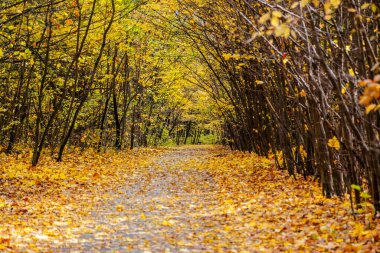 Altın yapraklarla kaplı eski parkın içinden geçen yol.
