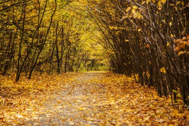 Altın yapraklarla kaplı eski parkın içinden geçen yol.