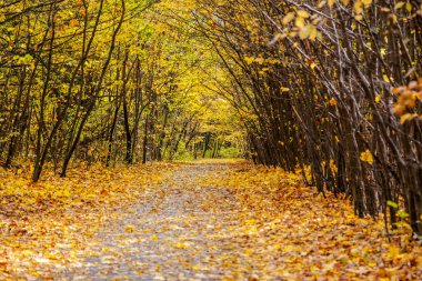 Altın yapraklarla kaplı eski parkın içinden geçen yol.