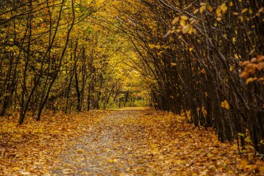 Altın yapraklarla kaplı eski parkın içinden geçen yol.