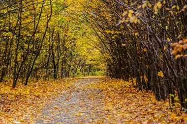 Altın yapraklarla kaplı eski parkın içinden geçen yol.